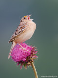 GrasshopperSparrow15c6637.jpg