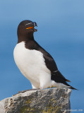 Razorbill21c8391.jpg