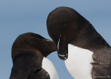 Razorbill24c8759.jpg