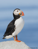 AtlanticPuffin31c8528.jpg