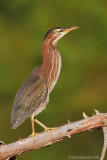 GreenHeron27c0616.jpg