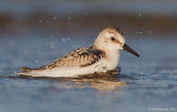 Sanderling27c3400.jpg