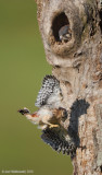 AmericanKestrel03c8049.jpg