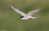 CommonTern70c2578.jpg