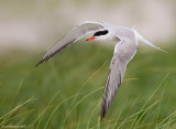 CommonTern72c2891_2-800.jpg