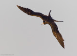 MagnificentFrigatebird16c7628.jpg