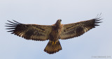 BaldEagle47c0599.jpg