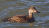 BlackScoter09c5948.jpg