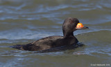 BlackScoter11c6068.jpg