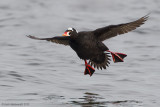 SurfScoter35c2685.jpg