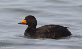 BlackScoter12c7791_1.jpg