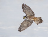 NorthernHawkOwl02c8998.jpg