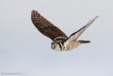 NorthernHawkOwl07c8827.jpg