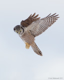 NorthernHawkOwl16c8919_1.jpg