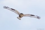 Rough-leggedHawk13c9623.jpg