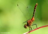 Dragonfly14c.jpg