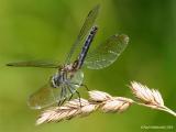Dragonfly20c.jpg