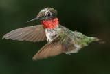 Hummingbird101.jpg
