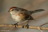 TreeSparrow08c.jpg