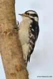 DownyWoodpecker61c.jpg