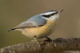 Red-breastedNuthatch51c.jpg