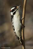 DownyWoodpecker67c.jpg