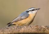 Red-breastedNuthatch59c.jpg