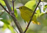 YellowWarbler03c.jpg