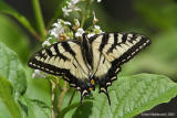 EasternTigerSwallowtail04c.jpg