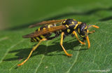 Wasp05c.jpg