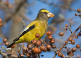 EveningGrosbeak01c2536.jpg