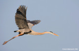 GreatBlueHeron55c1452.jpg