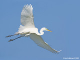 GreatEgret34c1652.jpg