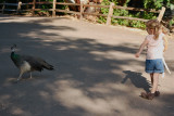 Girl with Peacock