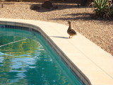 duck pool.jpg
