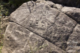 pteroglyph by trail 08232008_MG_8019 copy.jpg