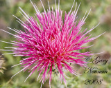 yellow spined thistle 061520080417 copy.jpg
