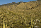 cacti valley 030420080540 copy.jpg
