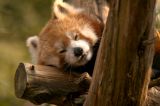 Red Panda