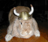 Riley The Viking!