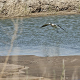 American Avocet?