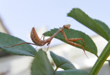 Mantis_6434.jpg