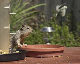 Squirrel_6679.jpg