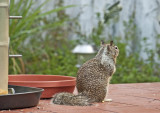 Squirrel_6682.jpg
