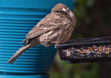 Immature House Finch