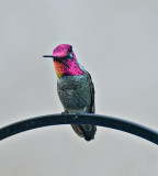 Costas Hummingbird, male