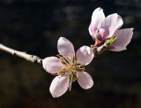 Nectarine Blossom