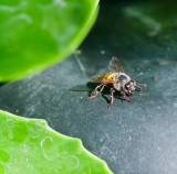 Sunning honey bee
