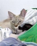 Laundry Day