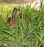 Beezers Little Patch Of Grass